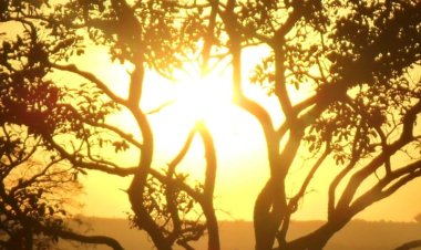 DIA 11 DE SETEMBRO, DIA NACIONAL DO CERRADO