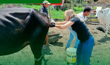 Secretaria Municipal de Agricultura, presta Assistência  Técnica aos  pequenos  Produtores  Rurais do Município