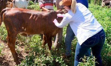 PREFEITURA DE BAIXA GRANDE DO RIBEIRO REALIZA VACINAÇÃO CONTRA BRUCELOSE NA ZONA RURAL.