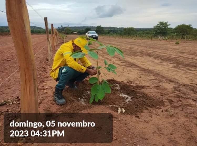 19 de novembro, aniversário de criação do Ministério do Meio Ambiente