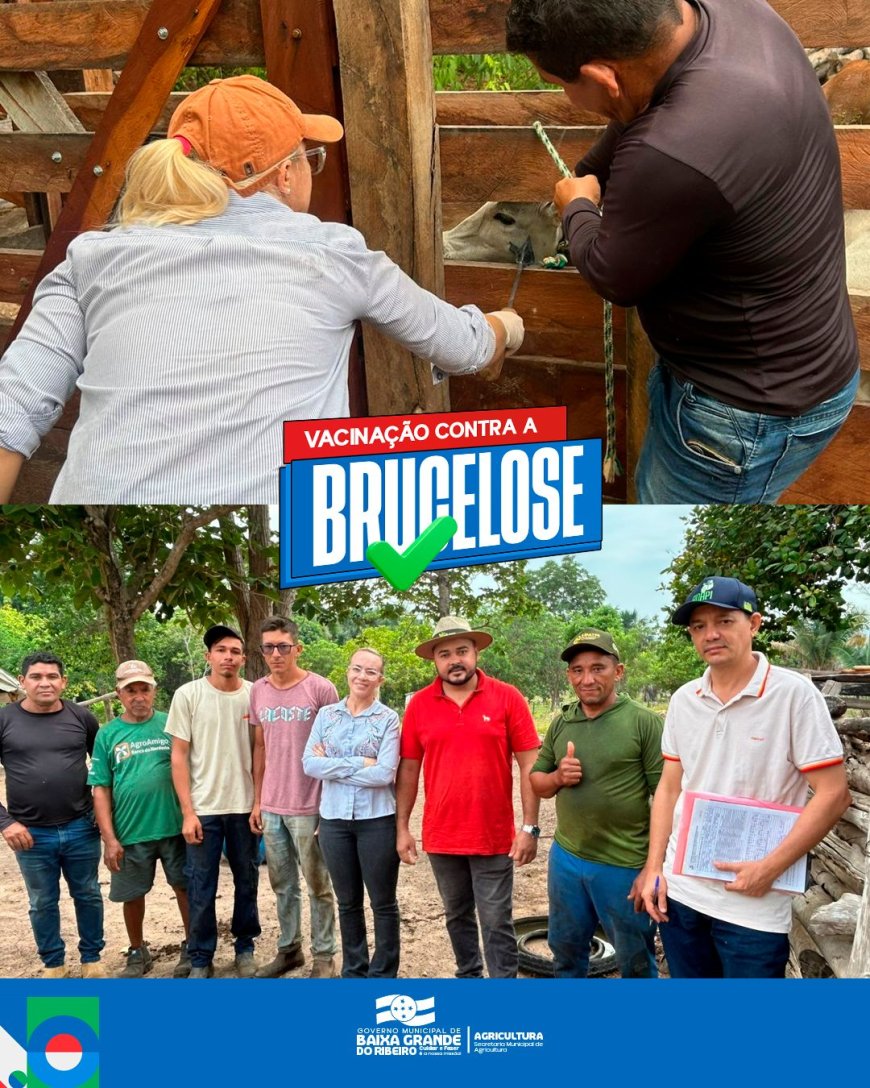 Vacinação Contra a Brucelose