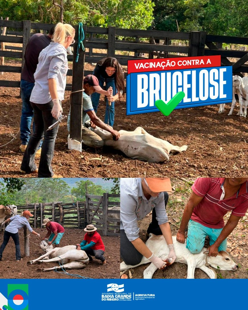 Vacinação Contra a Brucelose